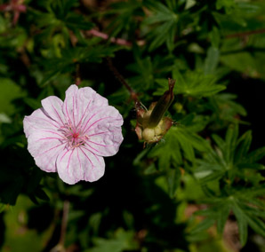 Geranium ‘Pink (hardy geranium, cranesbill)