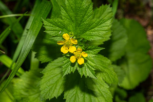 Geum macrophyllum (largeleaf avens, big-leaved avens)