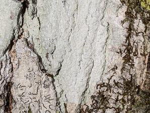 Graphis scripta (script lichen, secret writing lichen)
