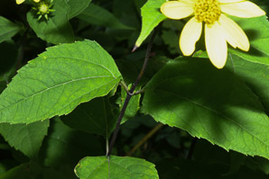 Helianthus divaricatus (woodland sunflower)