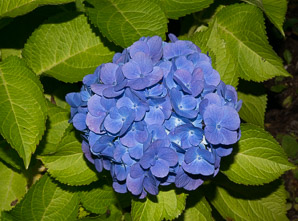 Hydrangea macrophylla (blue hydrangea, hydrangea, bigleaf hydrangea)