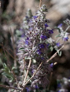Hyptis emoryi (desert lavender)