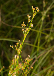 Juncus acuminatus