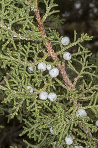 Juniperus osteosperma (Utah juniper)