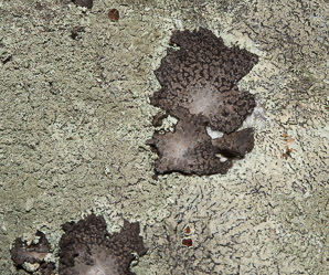 Lasallia papulosa (common toadskin lichen, blistered naval lichen)
