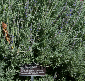Lavandula × (sweet lavender)