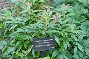 Leucothoe fontanesiana (drooping laurel)
