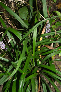 Liriope muscari (lily turf)