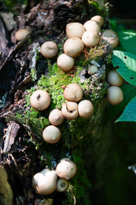 Lycoperdon umbrinum (umber-brown puffball)