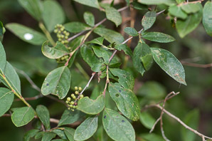 Lyonia ligustrina (maleberry, he-huckleberry)