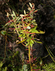 Lysimachia terrestris (swamp candles, bog loosestrife, lake loosestrife, earth loosestrife, bulbil loosestrife)