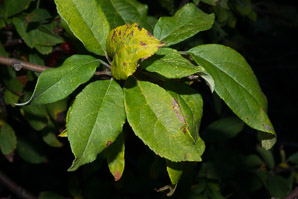 Malus hupehensis (Chinese crabapple, Hupeh crab, Chinese crab apple)