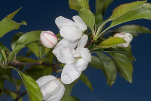 Malus spectabilis (Chinese crab, Asiatic apple)