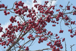 Malus ssp. (crabapple, ornamental crabapple tree)