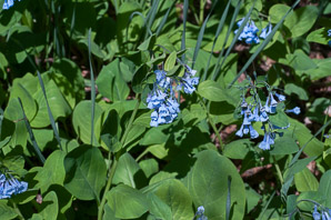 Mertensia virginica (Virginia bluebells)