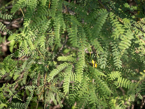 Neltuma juliflora