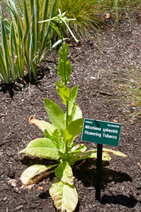 Nicotiana sylvestris (flowering tobacco)