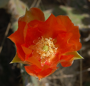 Opuntia macrocentra (long-spined prickly pear, black spine prickly pear, purple pricklypear)