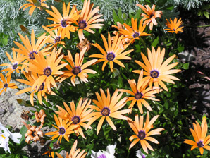 Osteospermum ‘Orange (African daisy, cape daisy)
