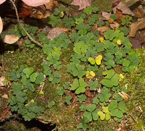 Oxalis montana (common wood sorrel, mountain woodsorrel, wood shamrock, white woodsorrel, wood sorrel)
