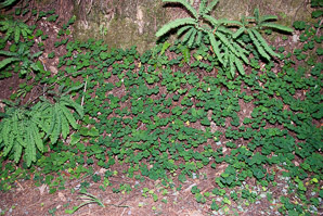 Oxalis oregana (redwood sorrel)