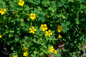 Oxalis stricta (common yellow woodsorrel, common yellow oxalis)