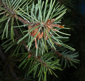 Pinus monophylla (singleleaf piñon, pinyon pine)