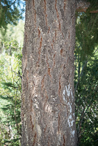 Pinus monophylla (singleleaf piñon, pinyon pine)