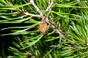 Pinus rigida (pitch pine)