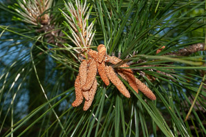Pinus taeda (loblolly pine, North Carolina pine, oldfield pine, bull pine, rosemary pine)