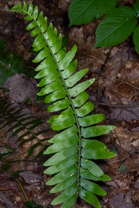 Polystichum acrostichoides (Christmas fern)