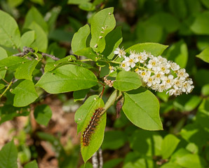 Prunus virginiana (common chokecherry, chokecherry)