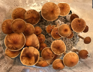 Psilocybe cubensis (boomers, magic mushrooms, golden tops, shrooms, gold caps)
