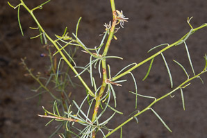 Psorothamnus schottii (indigo bush, Schott indigobush, Schott's dalea, Schott’s dalea)