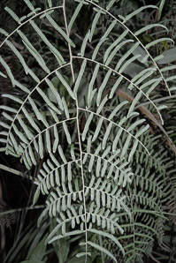 Pteridium aquilinum (bracken fern)