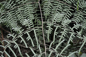 Pteridium caudatum (southern brackenfern)