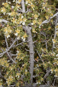 Purshia tridentata (antelope bitterbrush, bitterbrush, antelope bush)