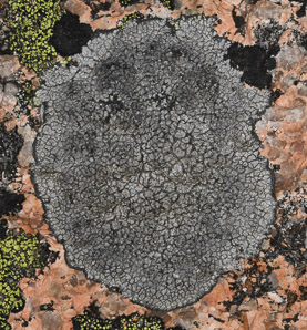 Rhizocarpon disporum (single-spored map lichen, map lichen)