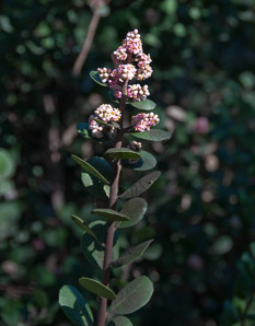 Rhus integrifolia (lemonadeberry, lemonade berry, lemonade sumac)