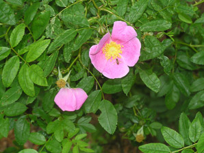 Rosa carolina (pasture rose, wild rose, Carolina rose, low rose)