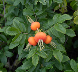 Rosa rugosa (rugosa rose, Japanese rose, Ramanas rose, rugosa rosa)
