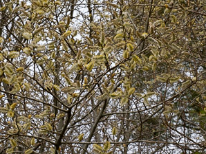 Salix bebbiana (Miyabe willow)