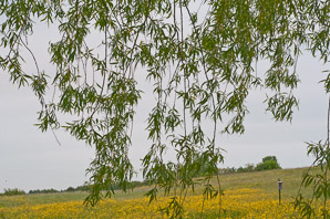 Salix nigra (black willow)