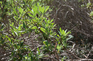 Salvia mellifera (black sage)