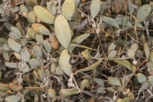 Simmondsia chinensis (jojoba, pignut, goat nut, deer nut, wild hazel, quinine nut, coffeeberry, goat-nut, coffee bush, quinine plant)