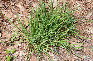 Sisyrinchium fuscatum (blue-eyed grass)