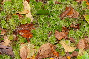 Sphagnum (sphagnum moss)