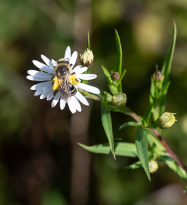 Symphyotrichum lanceolatum (panicled aster, Eastern lined aster, tall white aster, lance-leaf aster, narrow-leaf michaelmas daisy, white-panicle aster, white panicle aster)