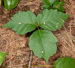 Toxicodendron radicans (poison ivy, Eastern poison ivy)
