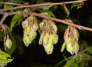 Ulmus americana (American elm)
